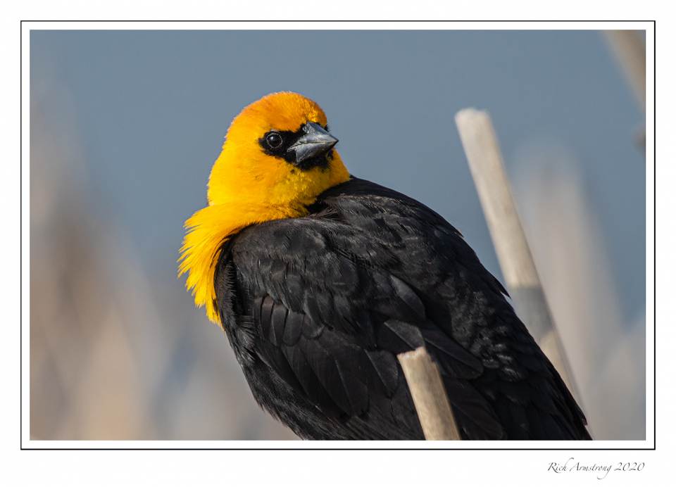 Yellow-headed blackbird 1h copy.jpg